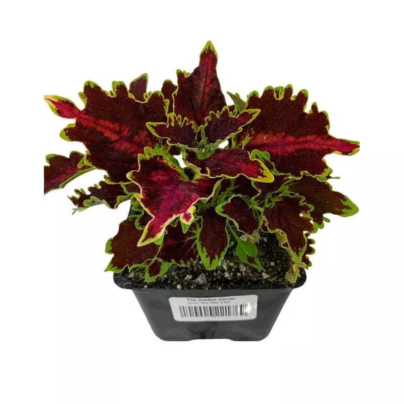 Coleus ‘Solar Flare’