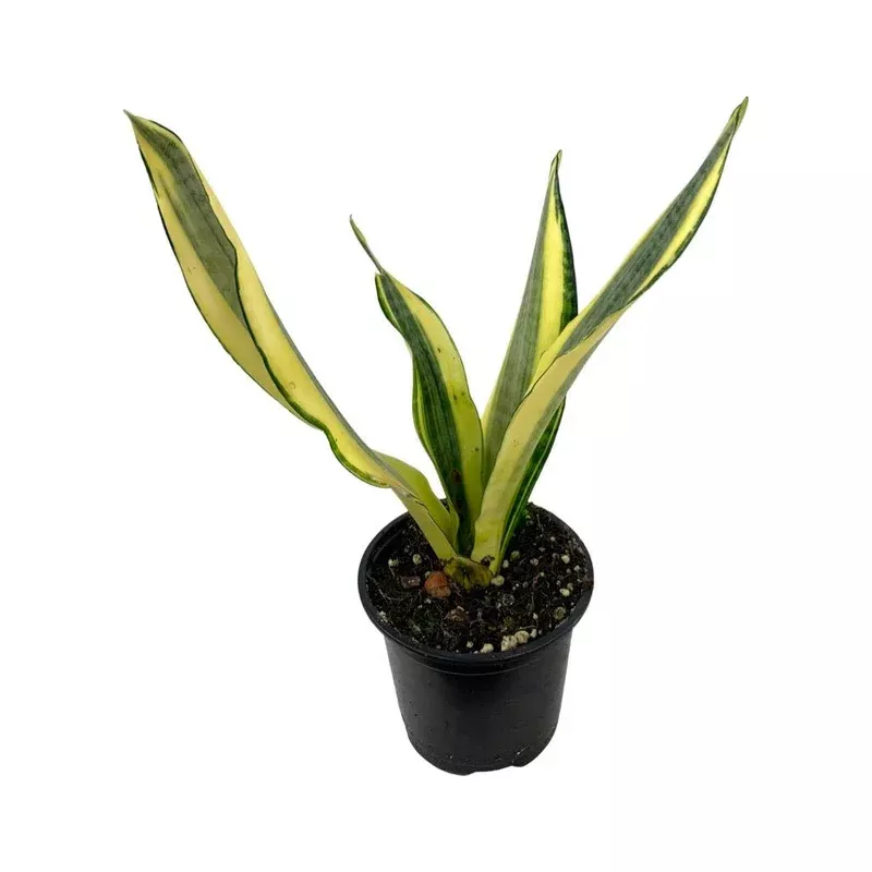 Sansevieria trifasciata ‘Gold Dust’