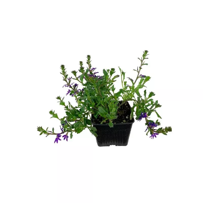 Scaevola ‘Surdiva Violet’