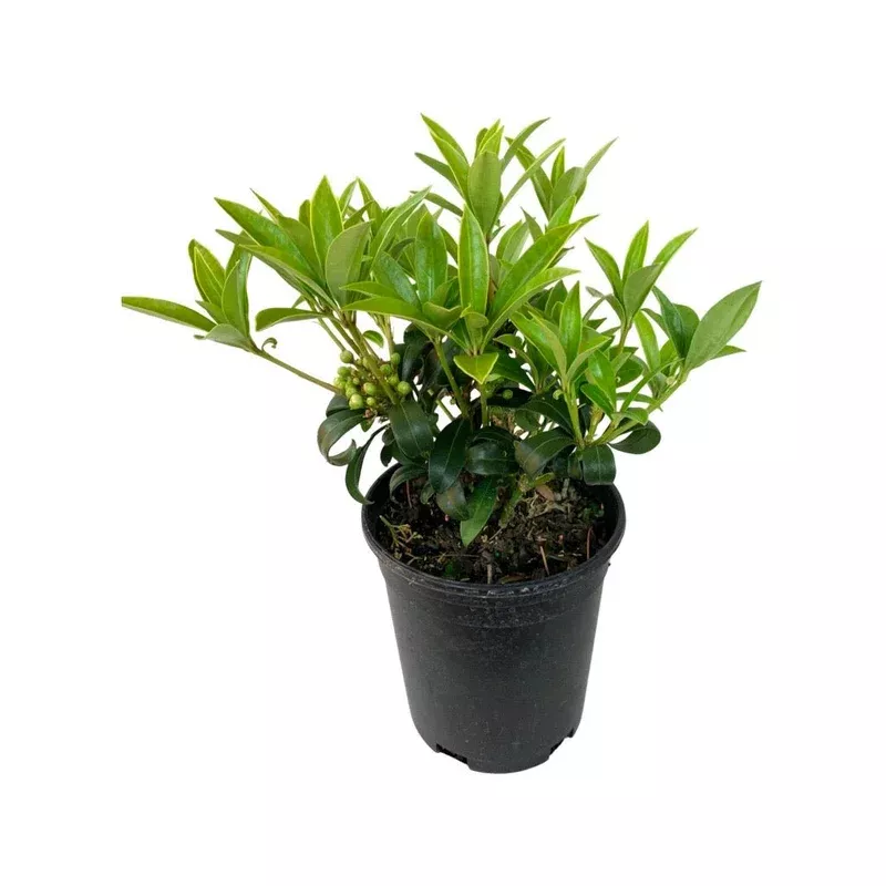 Skimmia reevesiana(Male and Female)